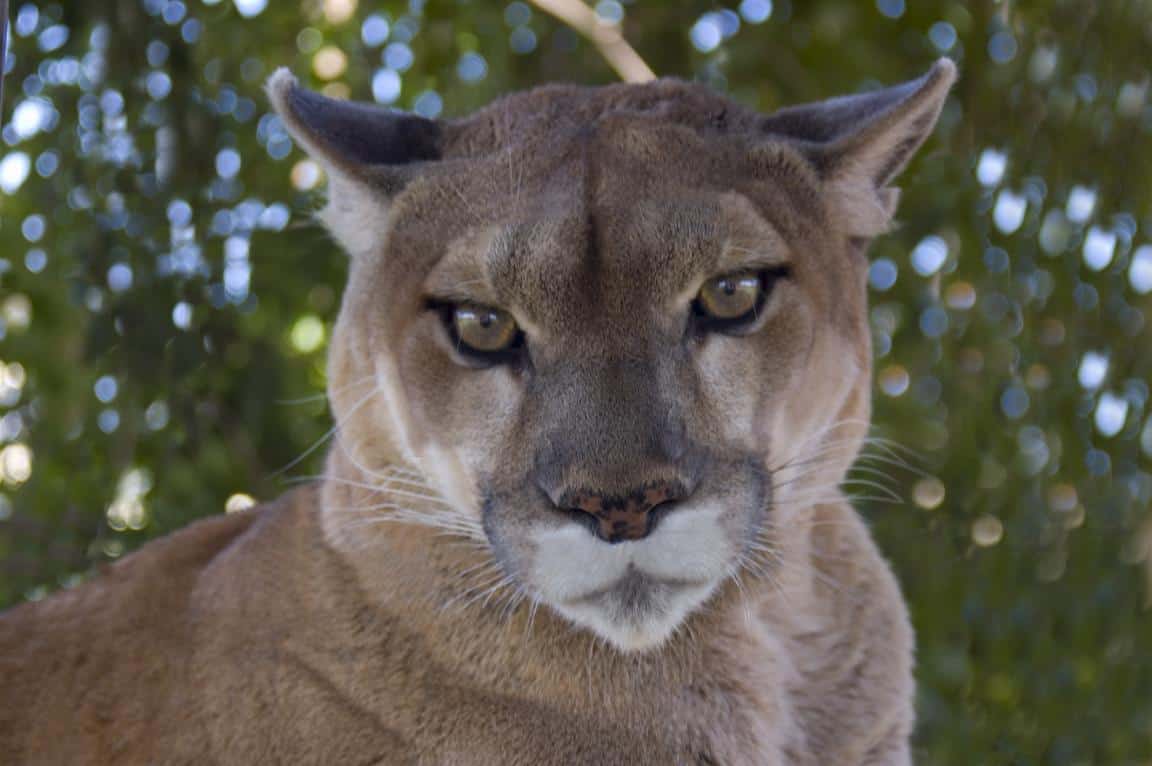 arizona mountain lion arizona mountain lion