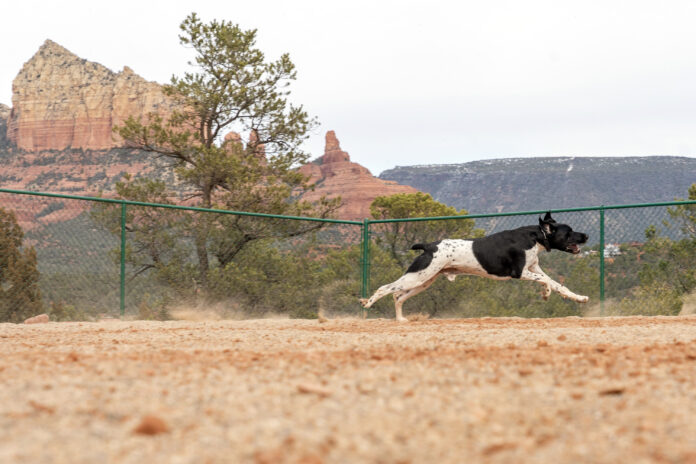 Dog Park _02-08_01