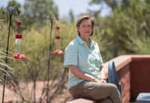 New director at International Hummingbird Society