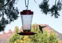 Hummingbird Festival set to return on July 25 to 27