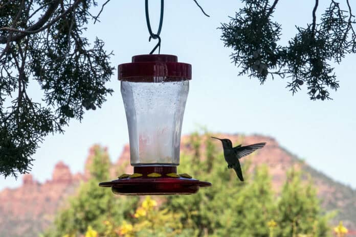 Hummingbird Festival _07-18_02