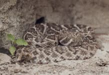 Snake season is here: How to stay safe