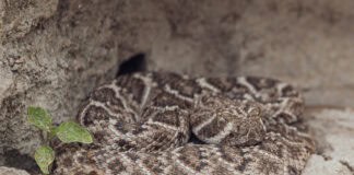 Snake season is here: How to stay safe