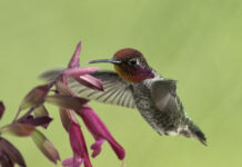 Anna’s hummingbird is Sedona’s official bird