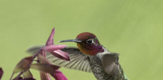Anna’s hummingbird is Sedona’s official bird