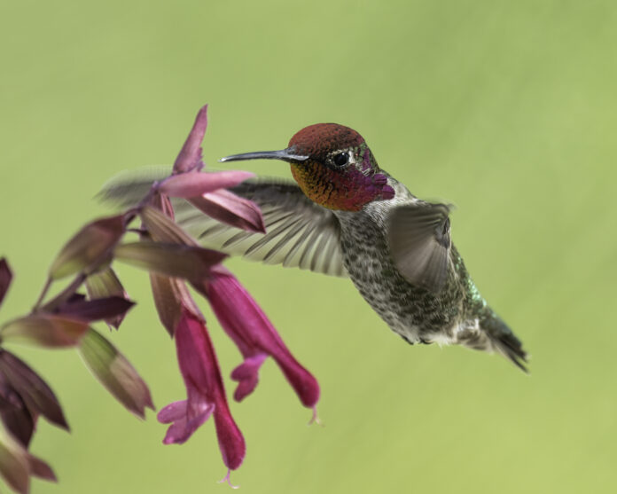 Anna's Hummingbird 02