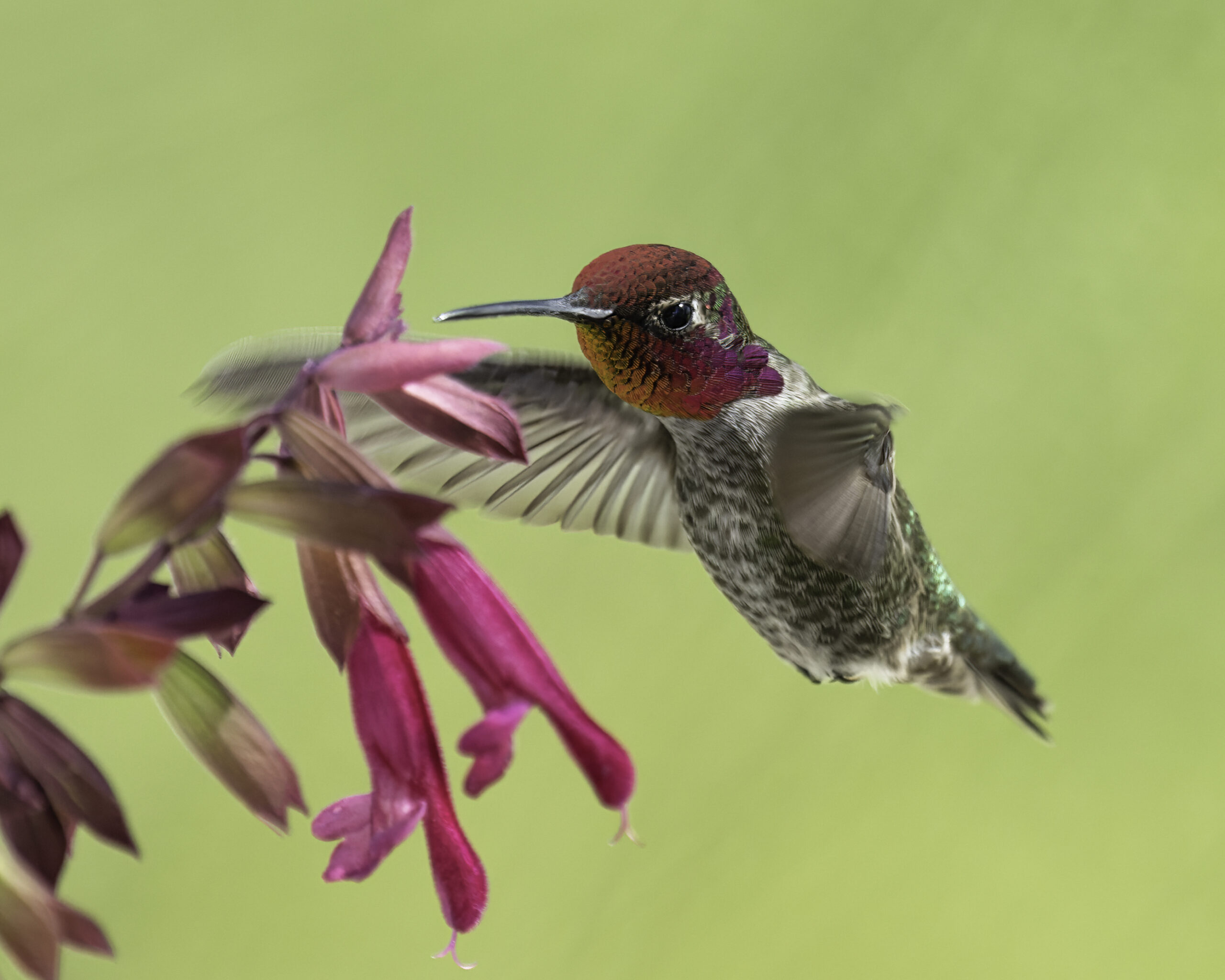 Anna's Hummingbird 02