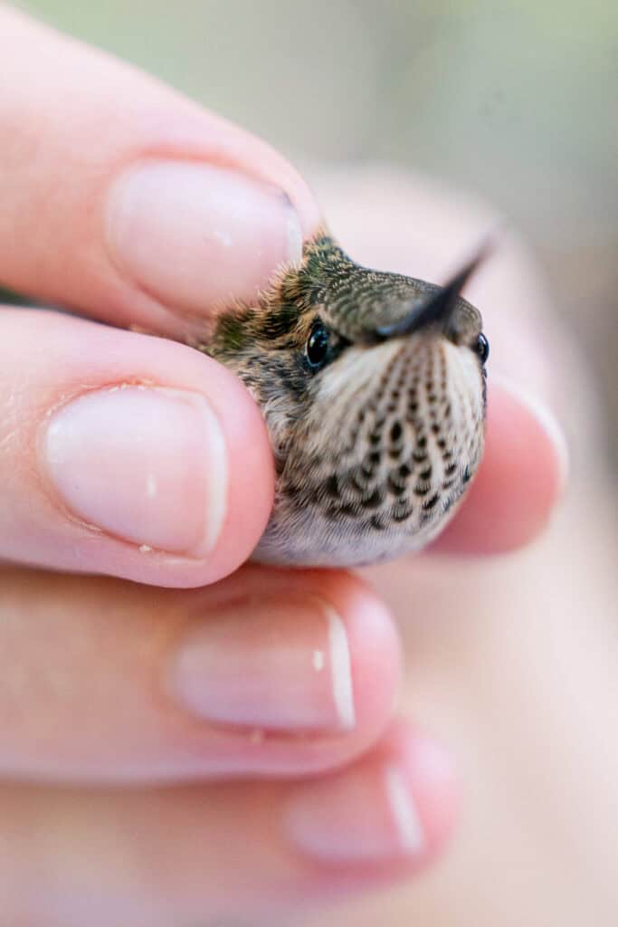 Birders bond over banding