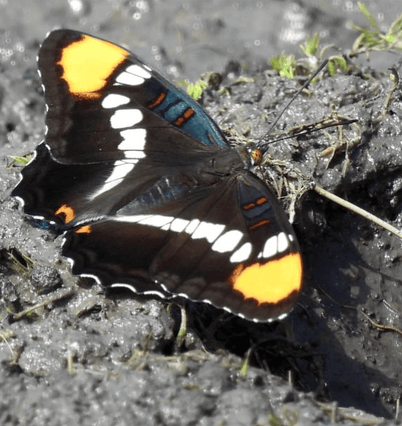 Float like a butterfly, sting like a BENA